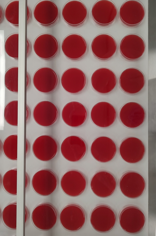 Filled 90mm petri dishes on IQ-HSL cooling belt